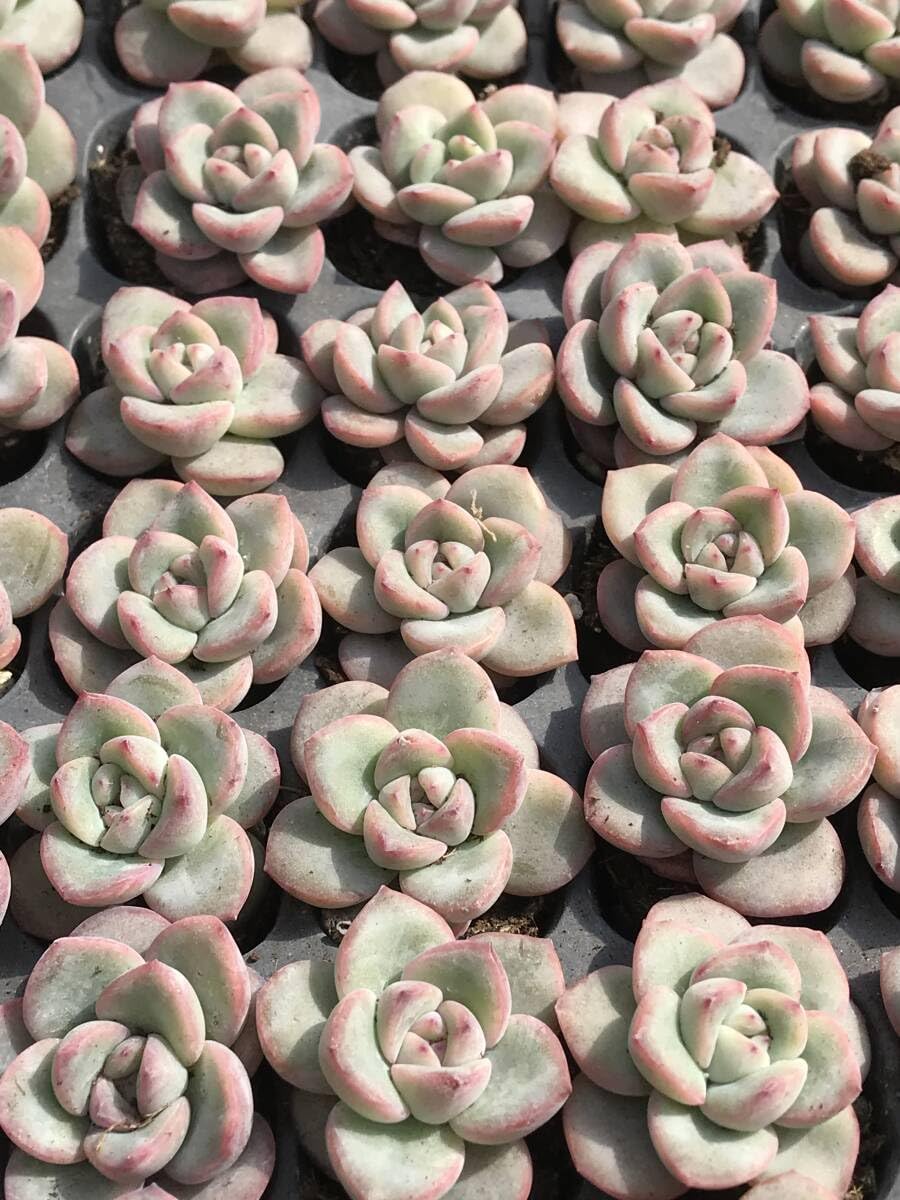 多肉植物 エケベリア ラジョヤ #多肉植物 #多肉植物好きな人と繋がりたい #多肉男子